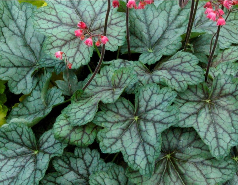 Heuchera 'Peppermint Spice'