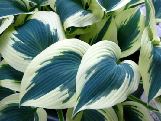 Hosta 'Blue Ivory'
