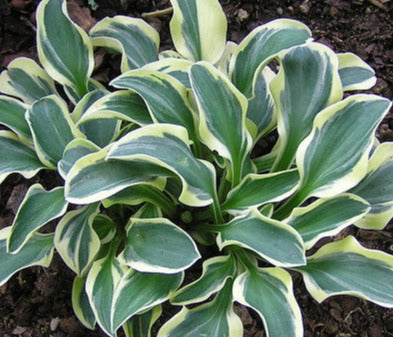 Hosta 'Funny Mouse'