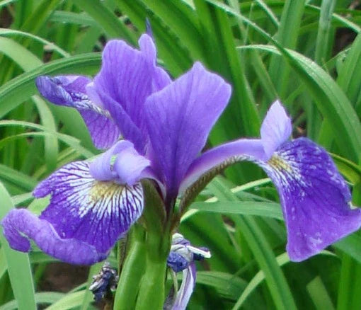 Iris versicolor 'Gerald Darby'