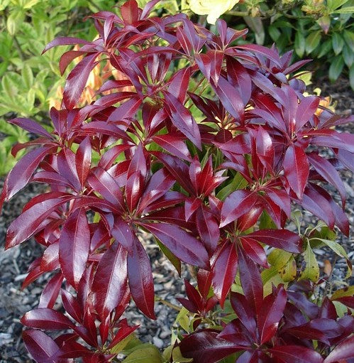 Pieris japonica 'Katsura'