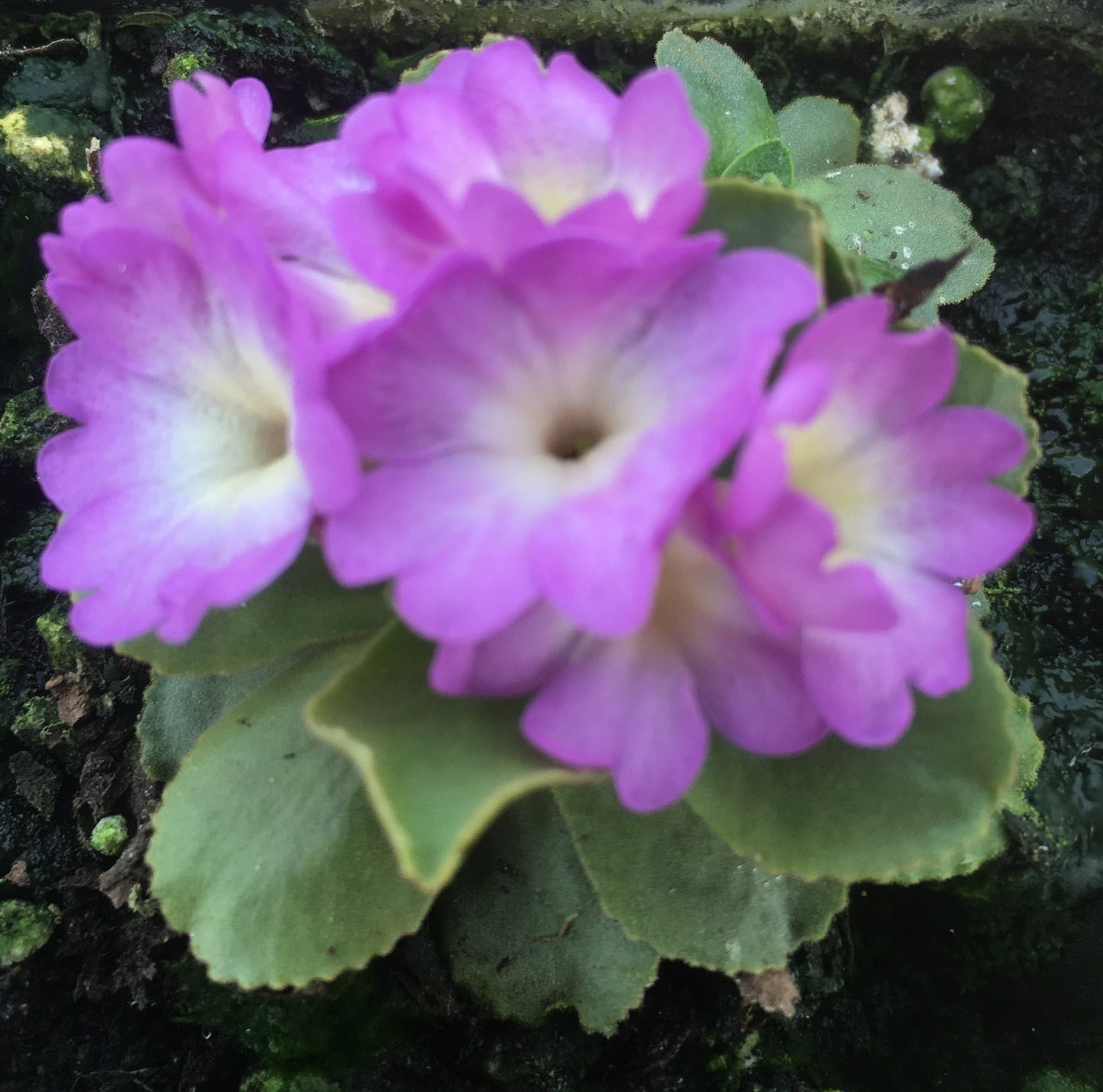 Primula allionii 'Wharfdale Ling'