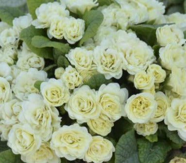 Primula vulgaris 'Belarina Cream'