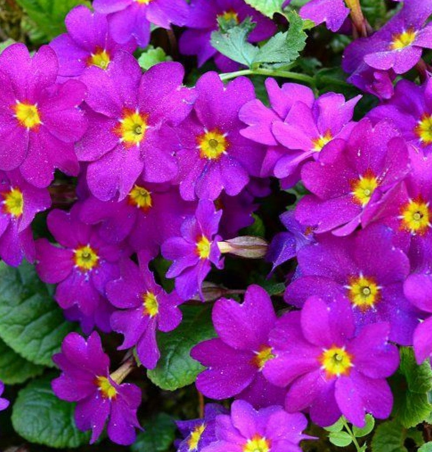Primula x pruhoniciana 'Wanda'