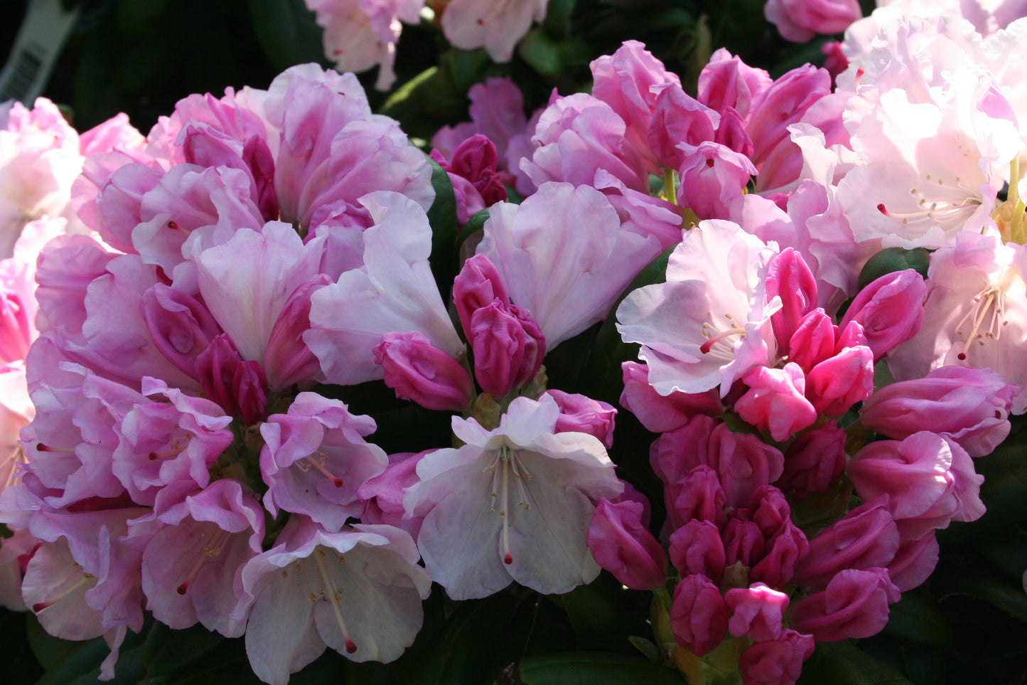 Rhododendron 'Crete'