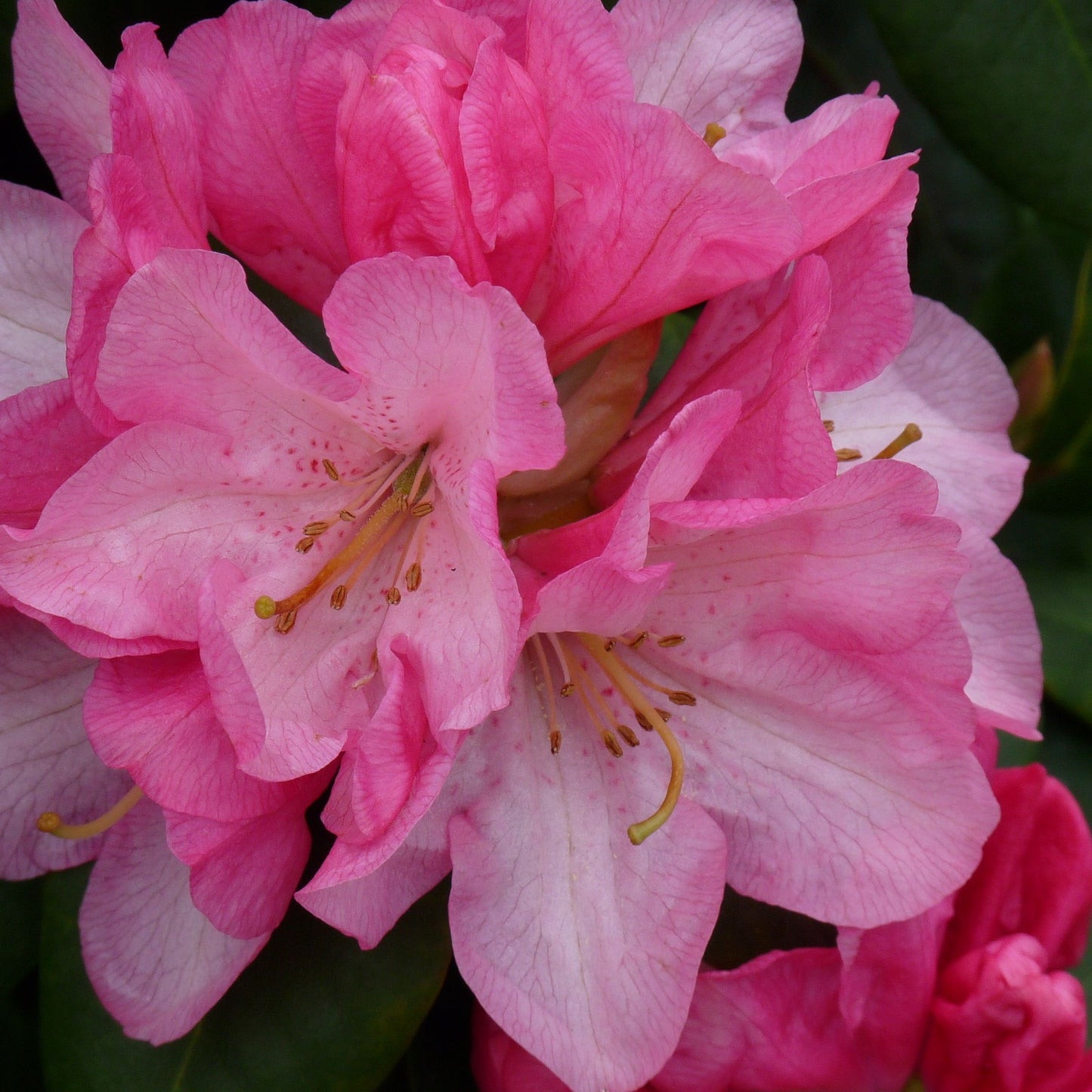 Rhododendron 'Kalinka'