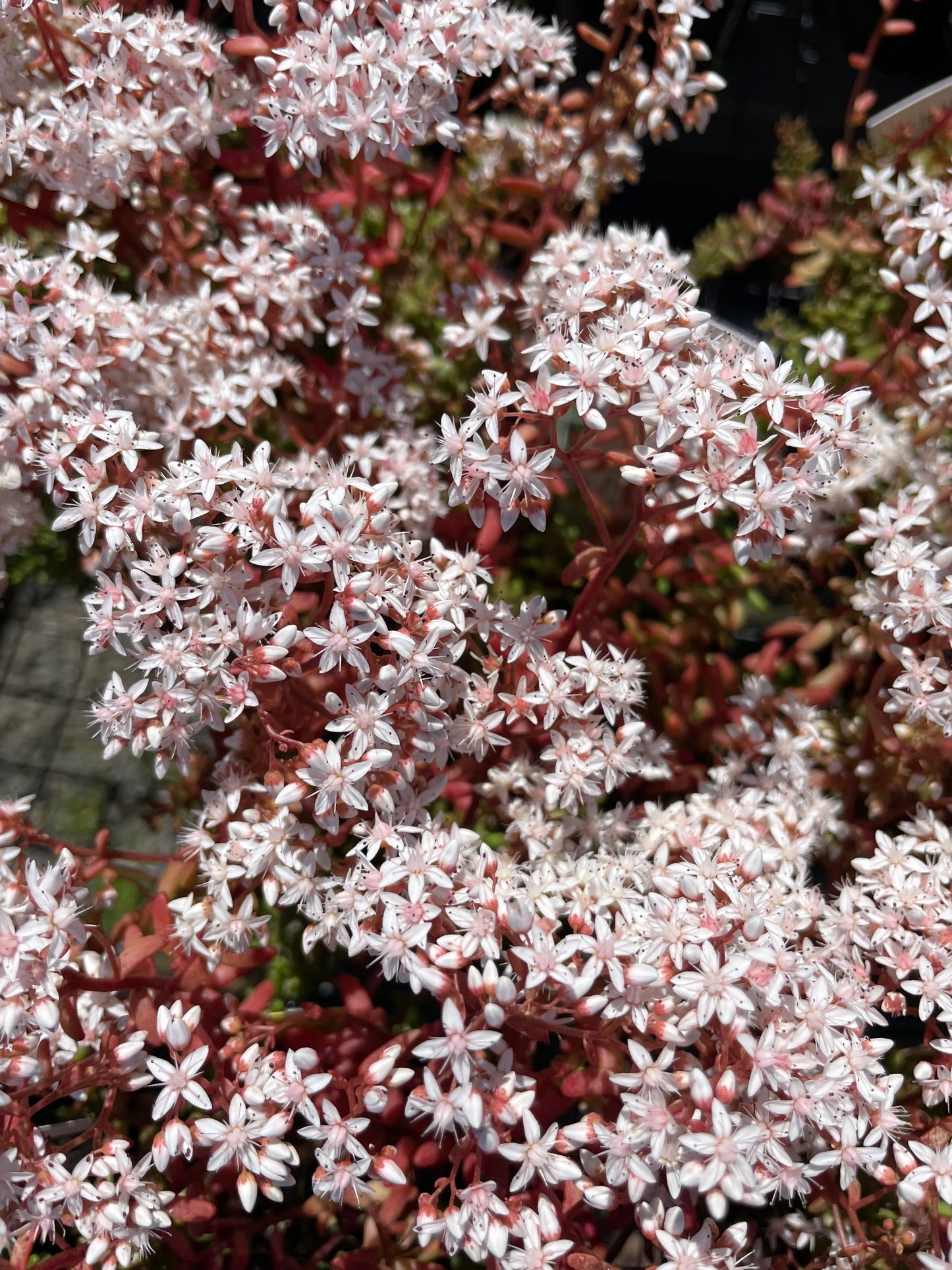 Sedum album 'Murale'