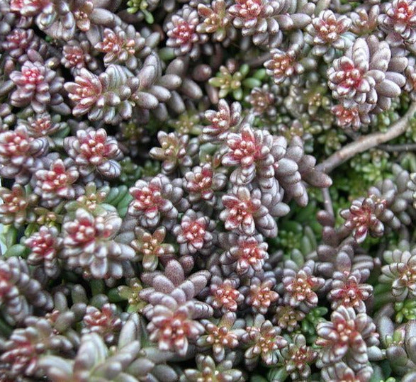 Sedum album 'Murale'