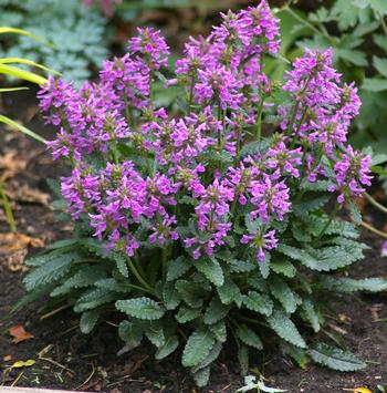 Stachys spathulata