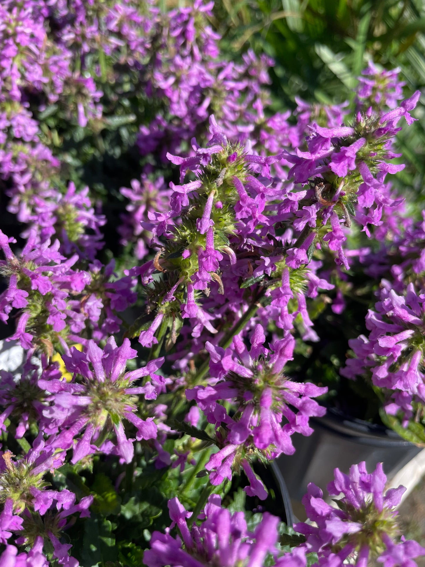 Stachys spathulata