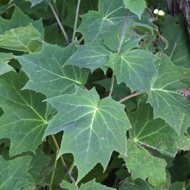 Kirengeshoma palmata