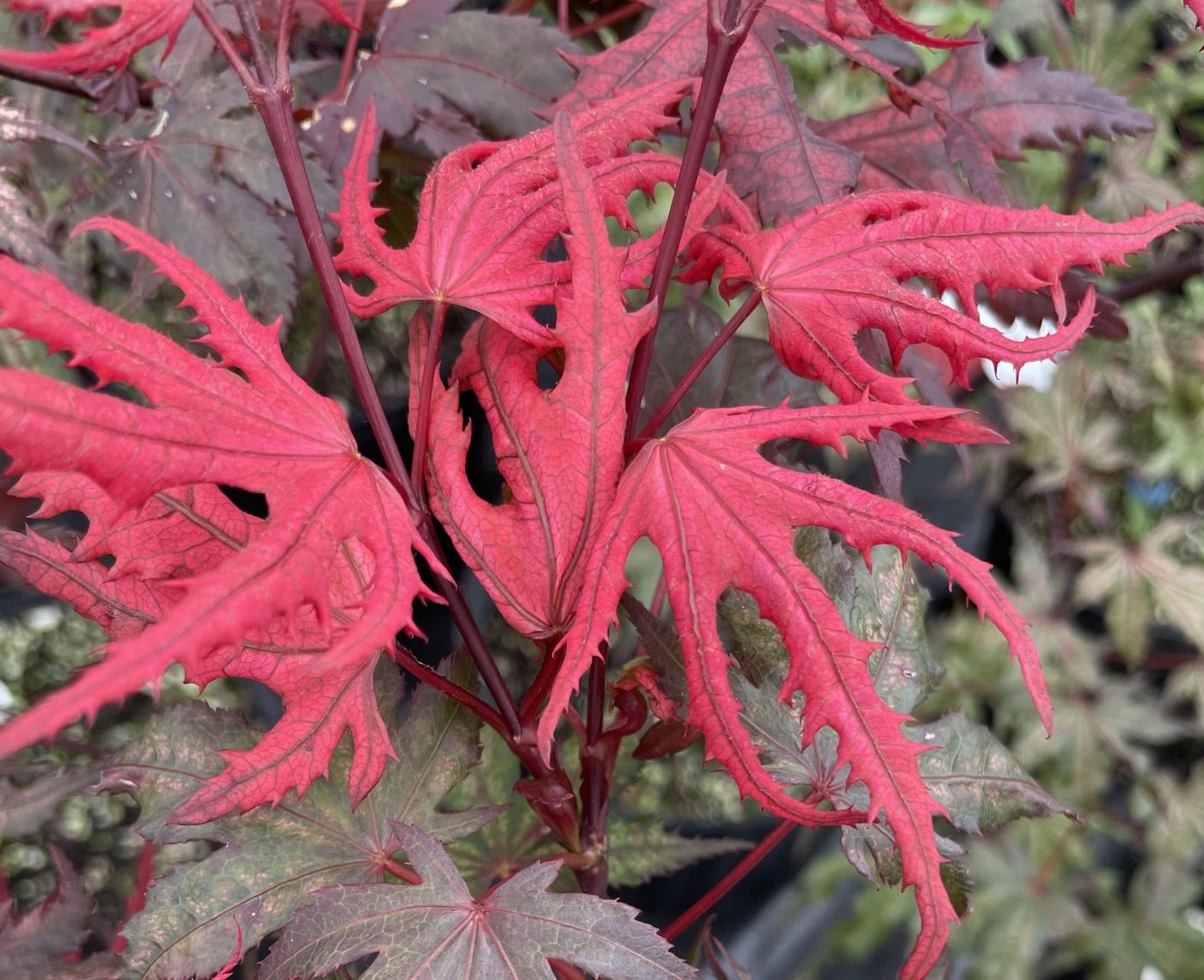 Acer palmatum 'Celebration'