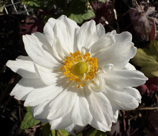 Anemone x hybrida 'Whirlwind'