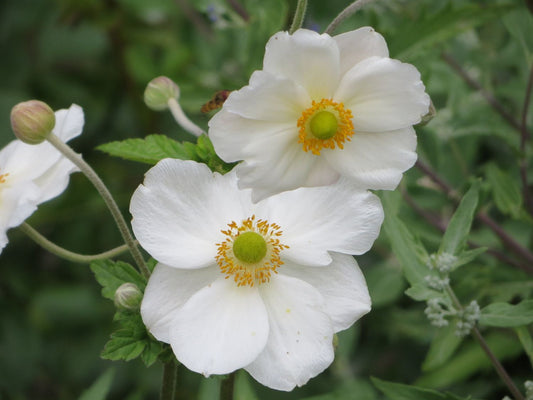 Anemone x hybrida 'Honorine Jobert'