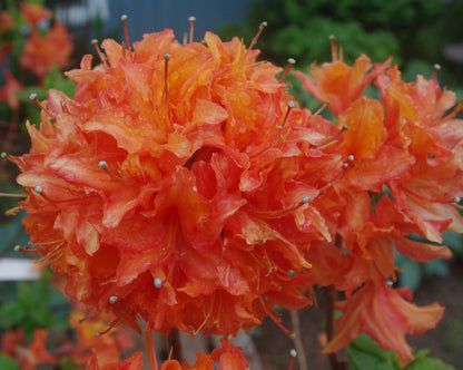 Rhododendron 'Mandarin Lights' (Azalea)