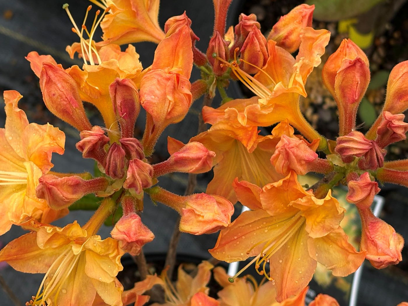 Rhododendron 'Mandarin Lights' (Azalea)
