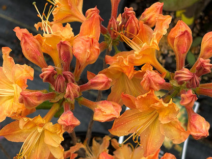 Rhododendron 'Mandarin Lights' (Azalea)