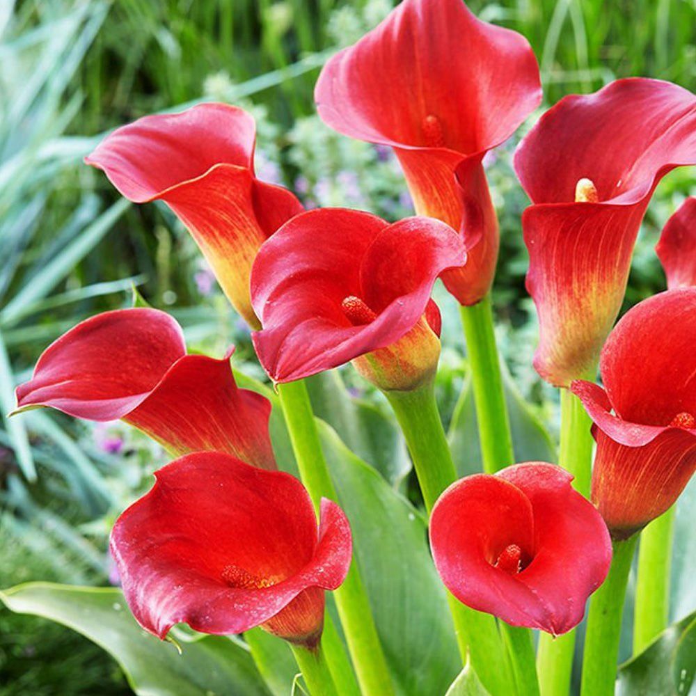 Calla 'Red Alert' – Bunchberry Nurseries