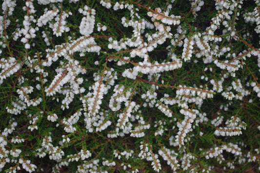 Calluna vulgaris 'Kinlochruel'