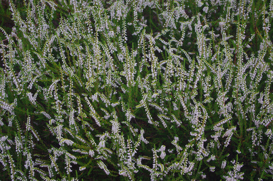 Calluna vulgaris 'Martha Hermann'