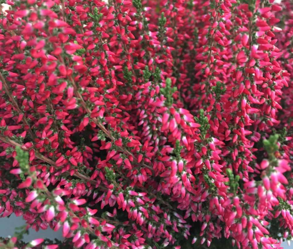 Calluna vulgaris 'Selly'