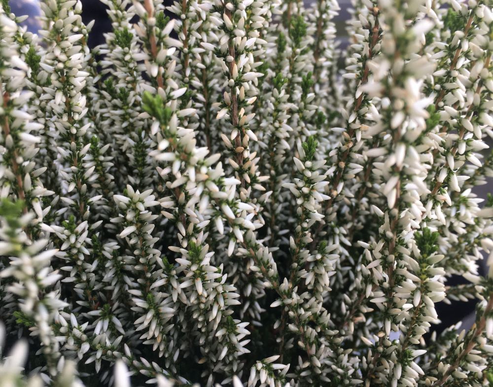 Calluna vulgaris 'Veronique'