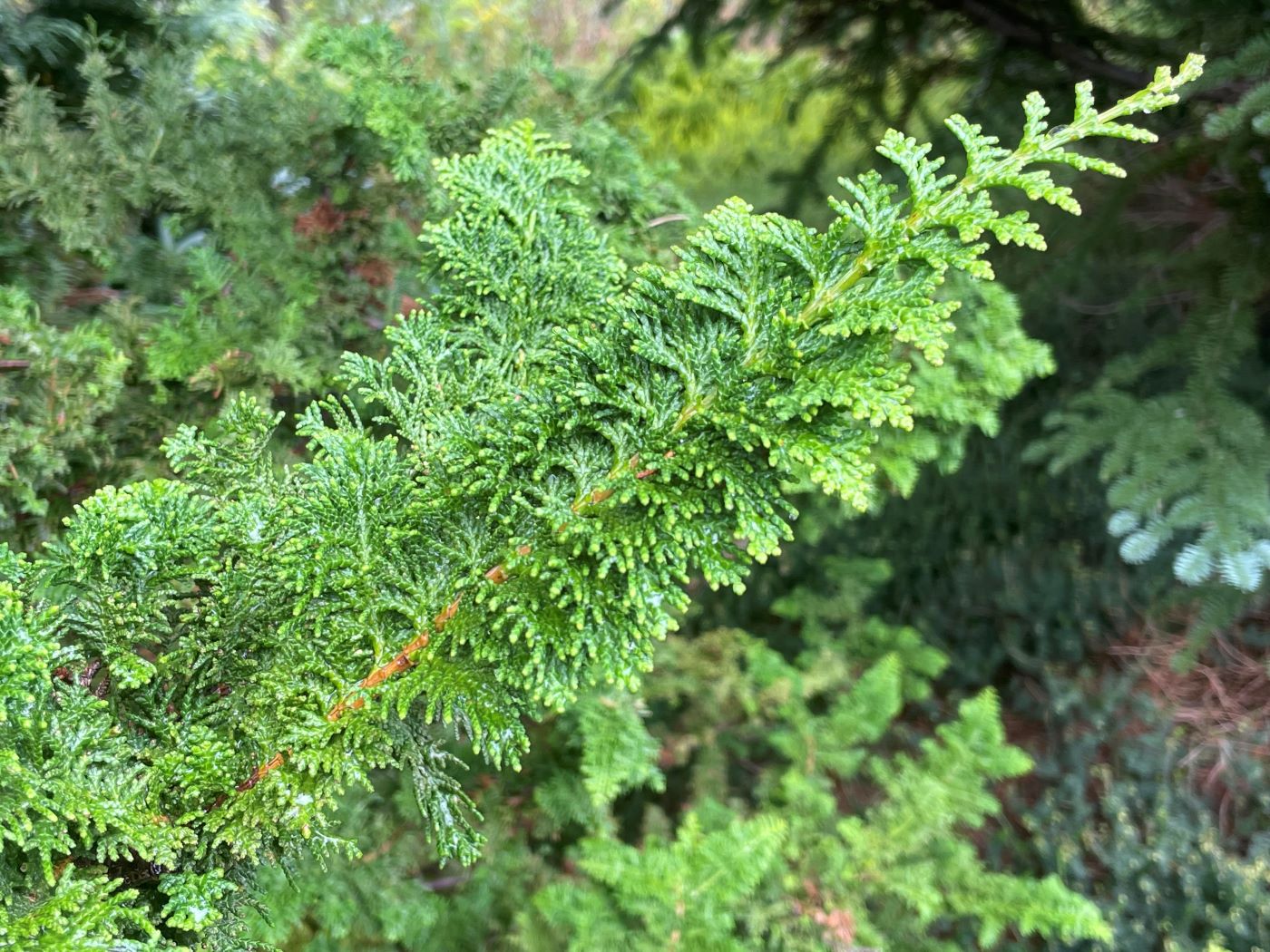 Chamaecyparis obtusa 'Filicoides'