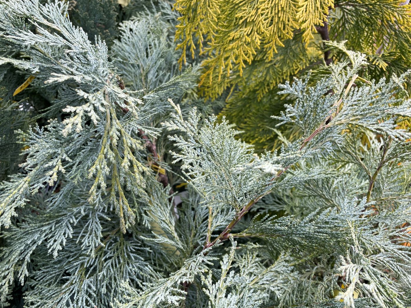 Chamaecyparis lawsoniana 'Pembury Blue'