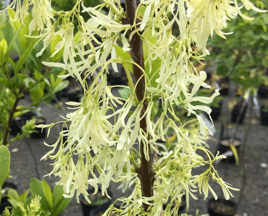 Chionanthus virginicus