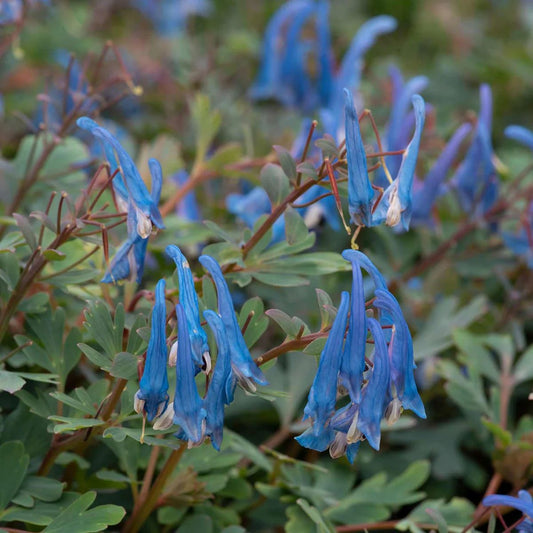 Corydalis 'Blue Heron'