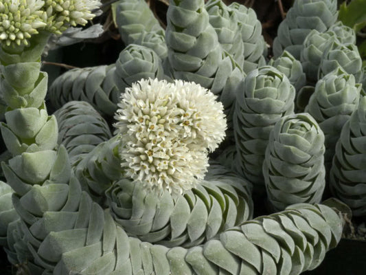 Crassula 'Pangolin'