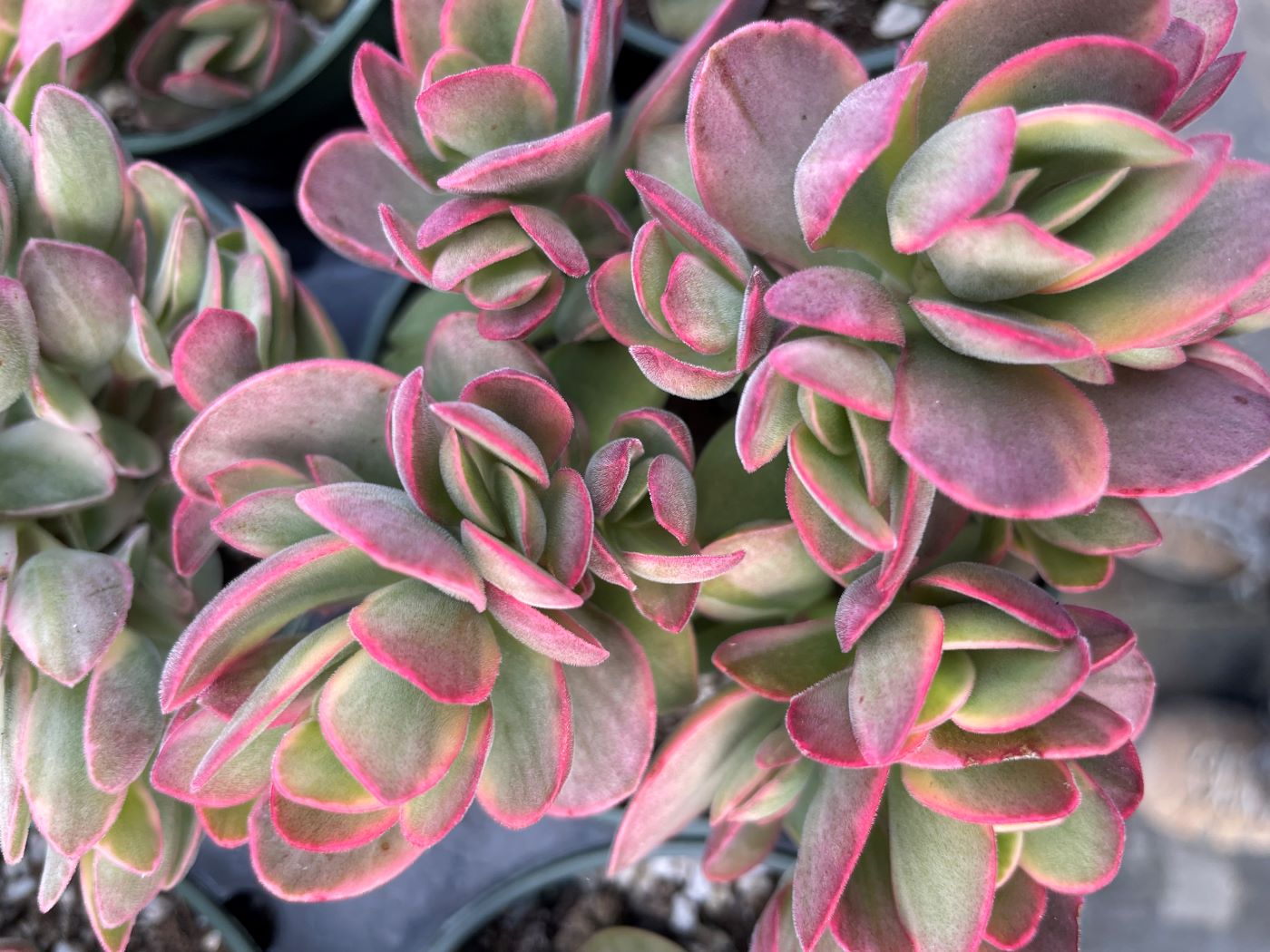 Crassula swaziensis 'Variegata'