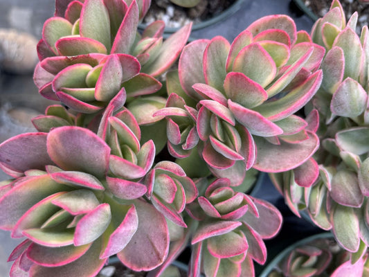 Crassula swaziensis 'Variegata'