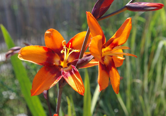 Crocosmia 'Emily MacKenzie'