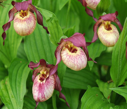 Cypripedium 'Gisela'