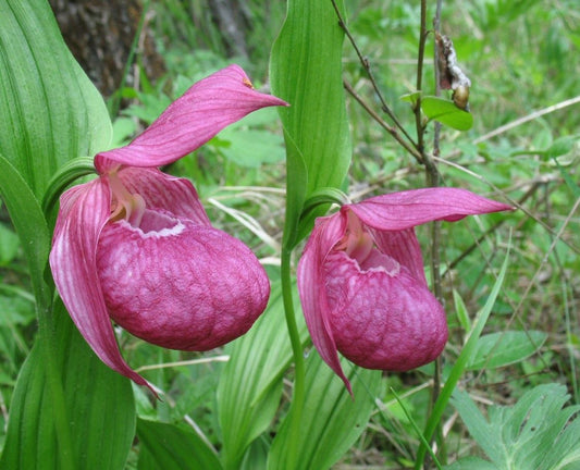 Cypripedium macranthos