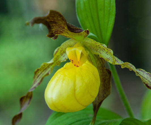 Cypripedium parviflorum