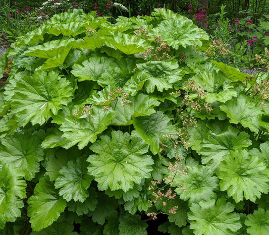 Darmera peltata