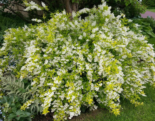 Deutzia 'Chardonnay Pearls'