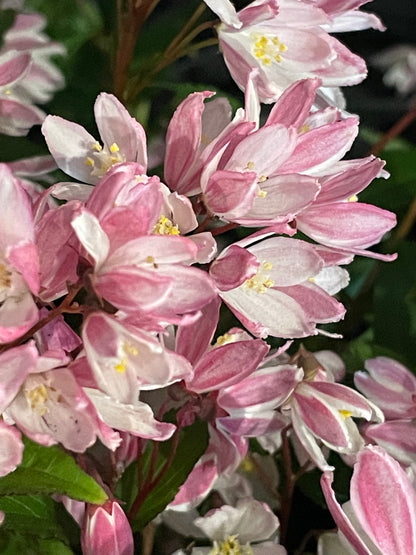 Deutzia x 'Yuki Cherry Blossom'