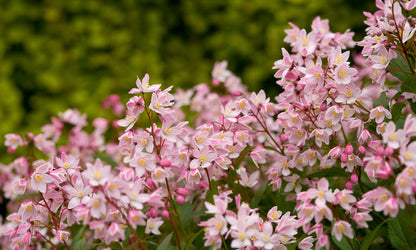 Deutzia x 'Yuki Cherry Blossom'