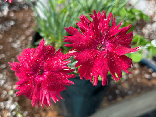 Dianthus 'Little Joe'