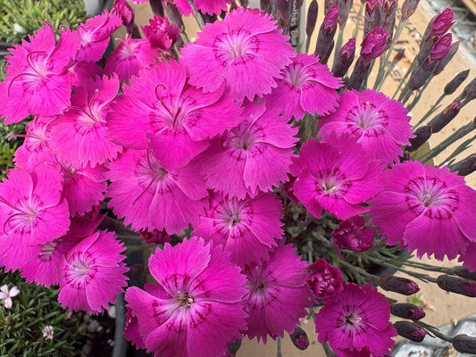 Dianthus 'Blue Hills'