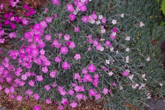 Dianthus 'Bunchberry Seedling'