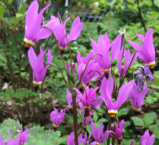 Dodecatheon 'Aphrodite'