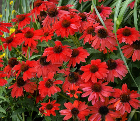 Echinacea x 'Red Ombre'