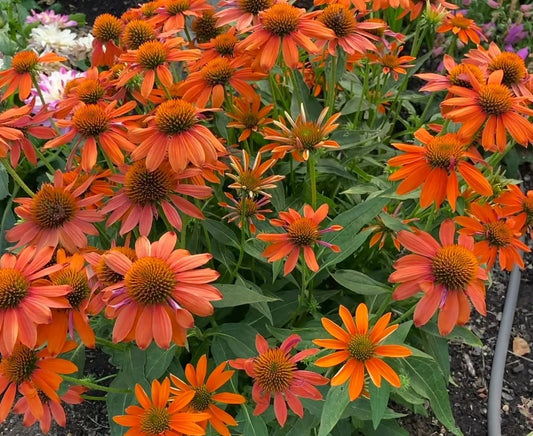 Echinacea x 'Soft Orange'