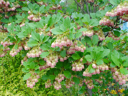 Enkianthus campanulatus