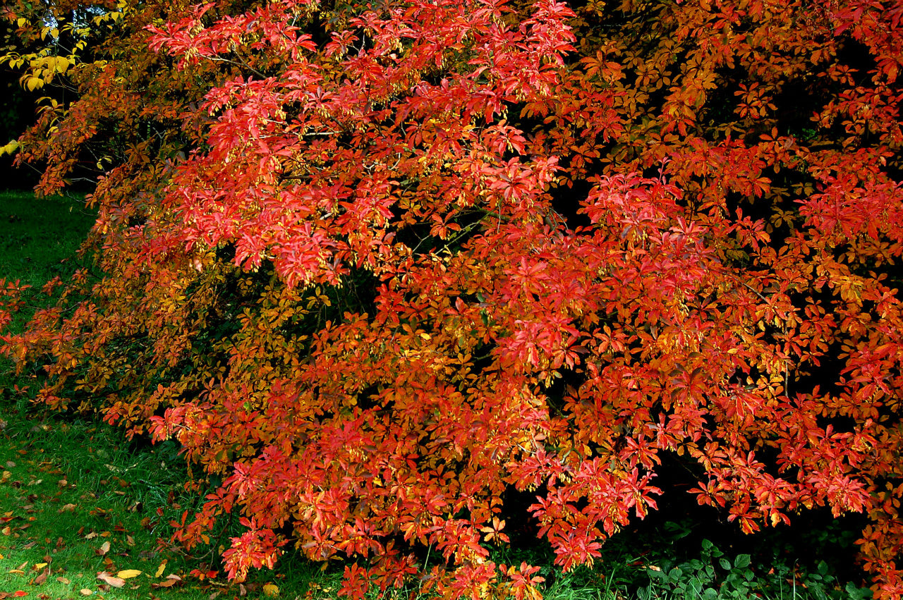 Enkianthus campanulatus