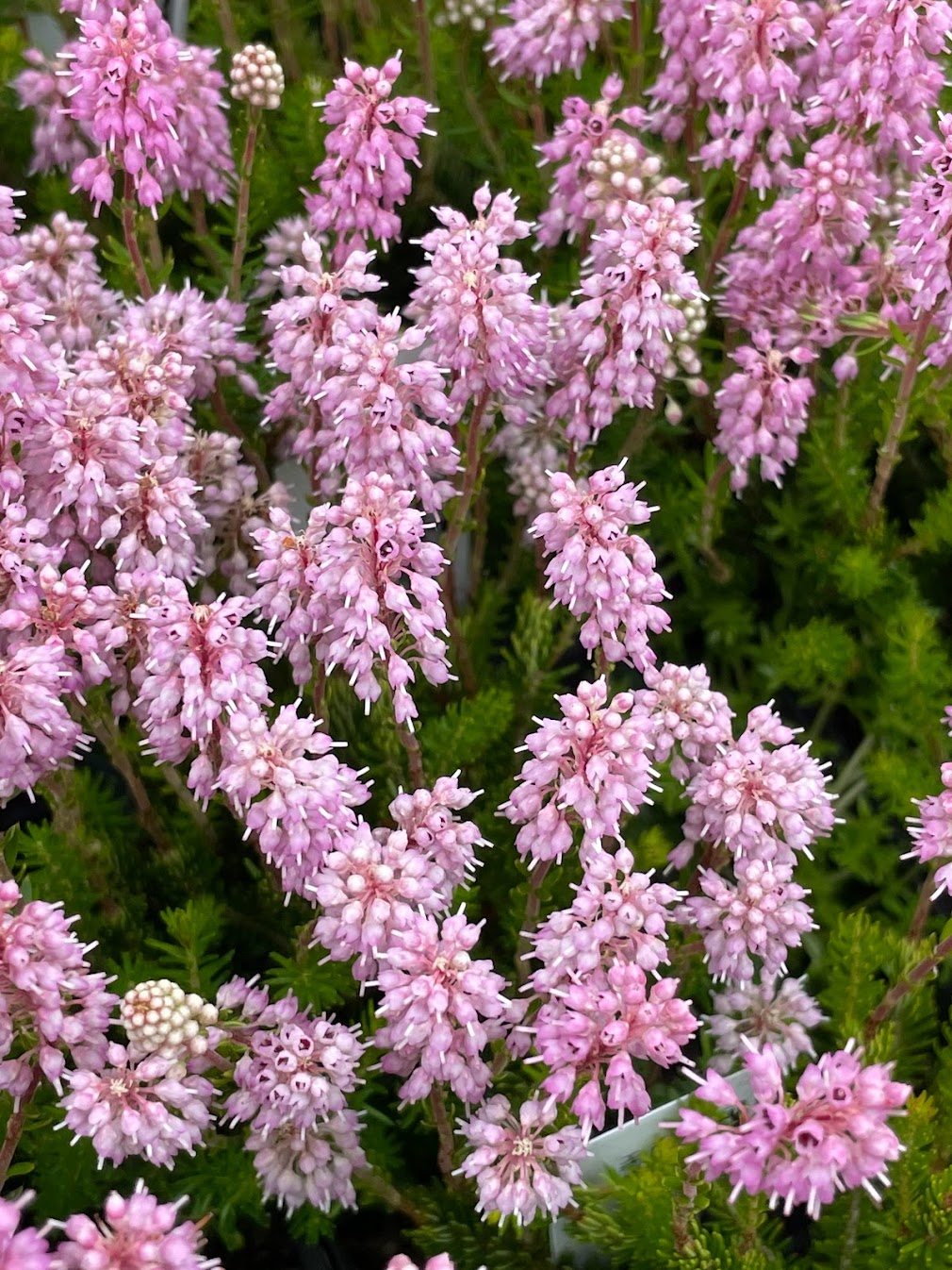 Erica spiculifolia